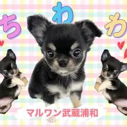 【 チワワ 】唯一無二の魅力が凝縮したブラックタンチワワ！オススメな理由とは？