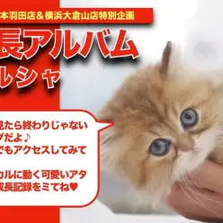 【 ペルシャ 】お目々パッチリ！ゴージャスな被毛が魅力的なペルちゃんの成長記