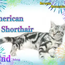 【 アメリカンショートヘア 】生後4ヶ月遊び好き!フレンドリーなアメショくん