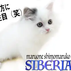 【 サイベリアン 】綺麗で特徴的な毛色がポイント！コミカルな遊び方にも大注目！