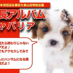 【 キャバリア 】ブレナムスポットに注目！！キャバリアちゃんの成長日記