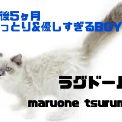 【 ラグドール 】生後5ヶ月のおっとり&優しすぎるBOY！