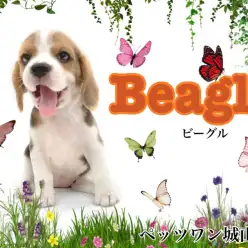 【 ビーグル 】むっちり体型のおっとりビーグルちゃん