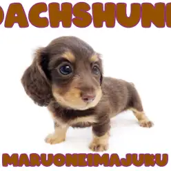 【 ダックスフント 】チョコレートカラーの短足ガール！無防備な寝顔は必見の癒し！