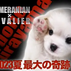 【 ポメキャバ 】ポメラニアンとキャバリアMIX！世界で一番熱い奇跡が登場！