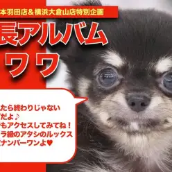 【 チワワ 】ウルトラ級の可愛さ!リアルミッキーの成長日記