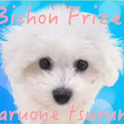 【 ビションフリーゼ 】入店から1か月後の成長記！