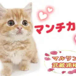 【 マンチカン 】猫好きスタッフお墨付き！可愛くて甘えん坊なパーフェクトガール