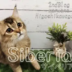 【 サイベリアン 】生後5ヶ月のサイべちゃん、魅力的なレディへと急成長！