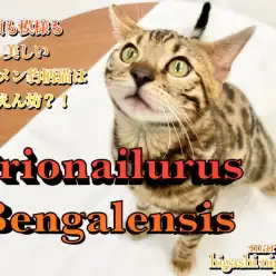 【 ベンガル 】顔も模様も美。イケメンヒョウ柄猫の意外過ぎる甘えん坊具合に注目！