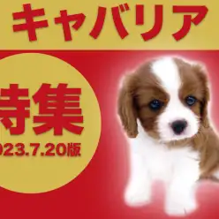 【 キャバリア特集 】7/20現在在店中のフレンドリーな癒し系わんこをご紹介！