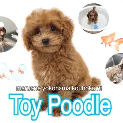 【 トイ・プードル 】トイプー君とシャンプーの仕方をマスターしよう！