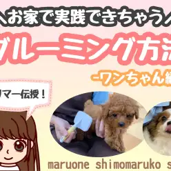 【 お手入れレクチャー 】トリマーが教えるお家で実践できるグルーミング方法！犬編