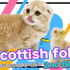 【 スコティッシュフォールド 】生後4ヶ月を迎えた愛されキャットのその後に注目！