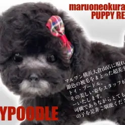 【 トイプードル 】新横浜エリアに出現した美しき経年変化を奏でる銀色の美女！