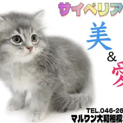 【 サイベリアン 】美しさと愛らしさを兼ね揃えた究極の癒し系！温和な性格もイイ！