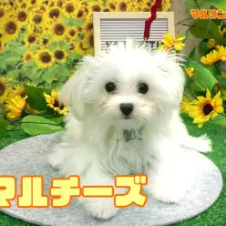 【 マルチーズ 】お外デビューもお友達作りも順調！天才ワンコはマルちゃんのこと！