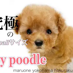 【 トイ・プードル 】体重わずか400g!あざとさMAXの極小トイプードル