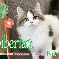 【 サイベリアン 】おおらか男子は超美形！