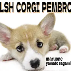 【 コーギー 】天真爛漫な明るく陽気な性格！太陽の様な存在になる元気っ子！