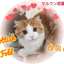 【 スコティッシュフォールド 】人が好きすぎるイケメンにゃんこがやってきた！