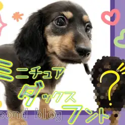 【 ミニチュアダックスフント 】誰もが振り返るほど愛され女子に急成長！