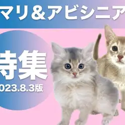 【 ソマリ＆アビシニアン特集 】8/3現在在店中のティッキングが美しい猫様をご紹介！