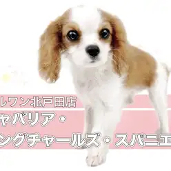 【 キャバリア 】王道ブレンハイム！お上品なベビーフェイスのお嬢様！！