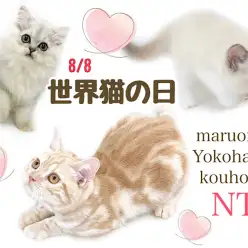 【 お役立て情報 】世界猫の日！港北NT店の猫さんのご紹介！
