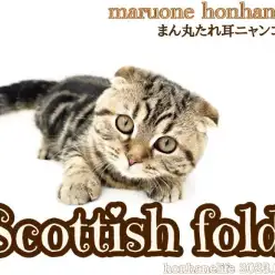 【 8/23本羽にゃんライフ 】お耳がいつもかくれんぼ！スコティッシュフォールド