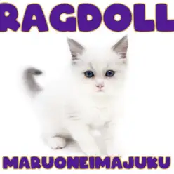 【 ラグドール 】幸運を呼ぶハチワレ模様の超温厚なイケメンニャンコ登場！