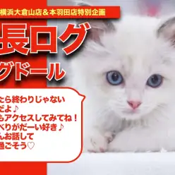 【 ラグちゃんの成長アルバム 】お話好きな甘えん坊ラグドールちゃんの成長期！