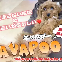 【 MIX 】お手入れ上手で抱っこが大好き!甘えん坊ガールの2ndブログ