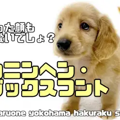 【 カニンヘンダックスフント 】困り顔がたまらない！元気いっぱい短足男子