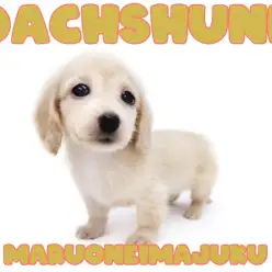 【 カニンヘンダックスフント 】イエローカラーの困り顔に癒される超温厚おっとり娘