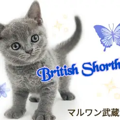 【 ブリティッシュショートヘア 】ずっと触れ合っていたくなる極上にゃんこ登場！