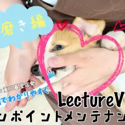 【 レクチャーvlog 】東日暮里店発動画でワンポイントレクチャー！犬の歯磨き編