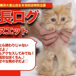 【 ミヌエットちゃんの成長アルバム 】茶トラの短足甘えんBOY！ミヌエットちゃんの成長期！