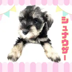 【 ミニチュアシュナウザー 】賢さ抜群！お手入れラクチン！のんびりわんこ！