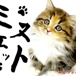 【 ミヌエット 】おしゃれな短足にゃんこ!横浜元町の地に現る!?