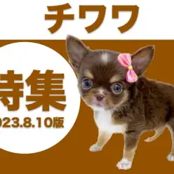 【チワワ特集】8/17現在の全店舗の世界最小犬種のチワワちゃんをご紹介！！！