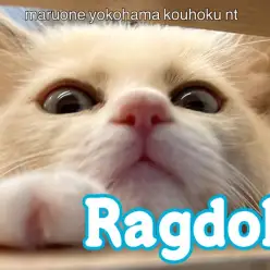 【 ラグドール 】NT店の甘えん坊No.1ラグドール君の生後3ヶ月