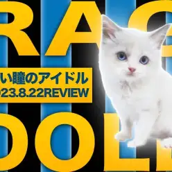 【 ラグドール 】無敵なるブルーの瞳！大倉山店の美しすぎるアイドルお嬢様！