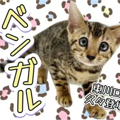 【 ベンガル 】東川口店久々登場！美しすぎるヒョウ柄模様に思わず釘付け