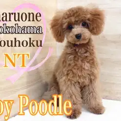 【 トイ・プードル 】愛敬たっぷり天真爛漫な4ヶ月のプードル君