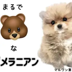 【 ポメラニアン 】まるでクマなポメラニアン。