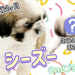 【 シーズー 】生後4ヶ月を迎え癒し度UP！おっとりな性格で皆様の心を癒します