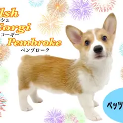 【 ウェルシュコーギーペンブローク 】2nd紹介 ドキドキ初めてのシャンプー！