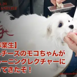 【 8/20本羽わんライフ 】マルチーズのモコちゃんのトレーニング奮闘記