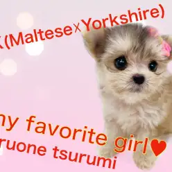 【 MIX 】マルキーちゃんの女の子！アイドル級の可愛さ！